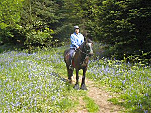 Riding amongst the bluebells in the woods in May